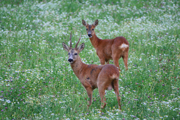 Stockholm: Evening Wildlife Safari with Midsummer MealWildlife Safari in Stockholm