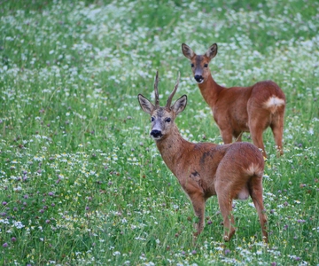 Stockholm: Evening Wildlife Safari with Midsummer Meal