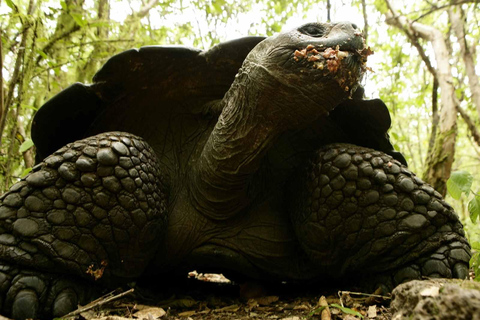 Galapagos Intensiv 5 Tage, Landbasis (3 Inseln)