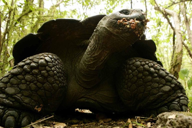 Galápagos Intensivo 5 dias, base terrestre (3 ilhas)