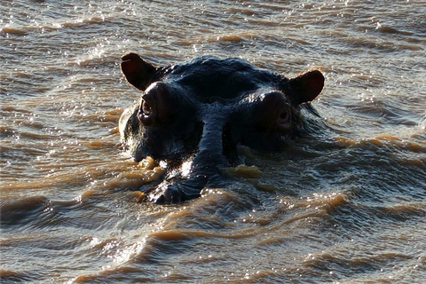 Kasane: 1 day Chobe NP Safari with Boat Cruise and Lunch