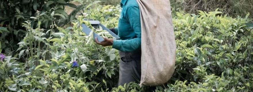 Visite d'une journée à Haputale en Tuk Tuk - Nature et culture