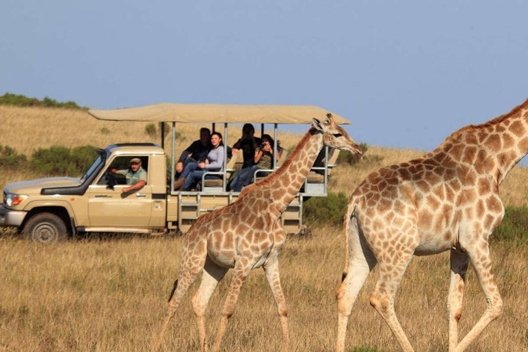 Safari africain de 3 jours dans le parc national de MikumiVeuillez vous rendre au lieu de rendez-vous « Gare SGR de Dar es Salaam ».