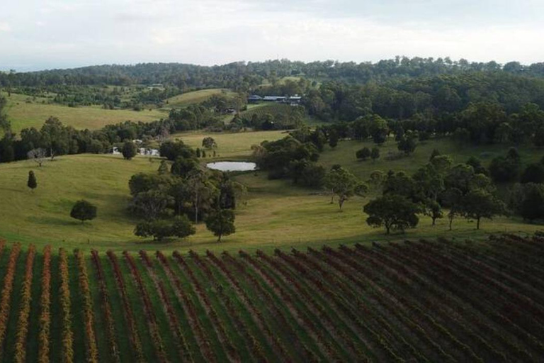 Brisbane: Picknick i vinodlingarna