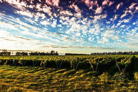 Trasporto privato Colonia del Sacramento a Punta del EsteDa Colonia a Carmelo