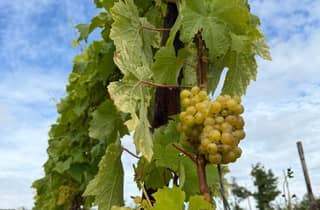 Ab Belfast: Irische Weingut-Tour mit Verkostungen & Aufschnitt