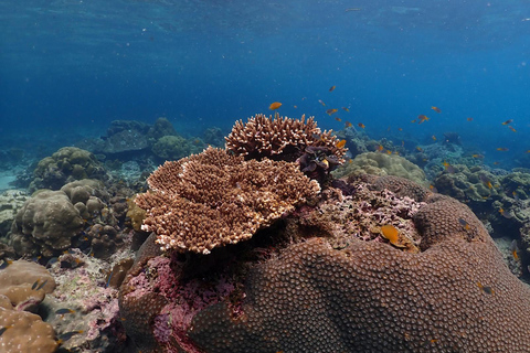 Phuket: Excursión en catamarán rápido por Phi Phi y Maya Bay