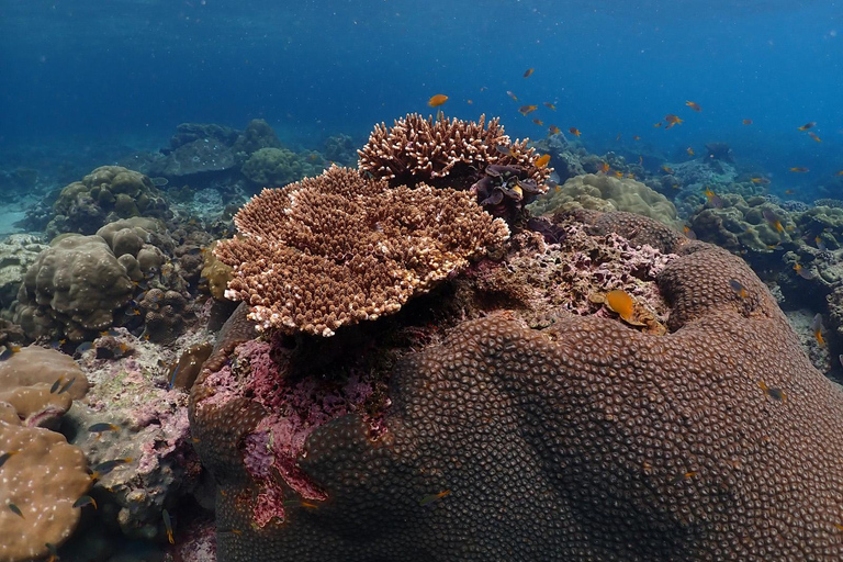 Phuket: Excursión en catamarán rápido por Phi Phi y Maya Bay