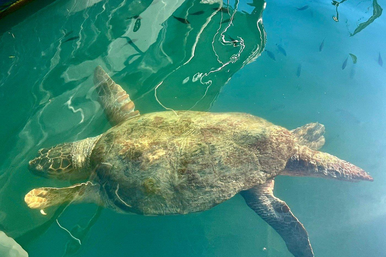 Zakynthos: Small Group Turtle Tour with Swim Stops