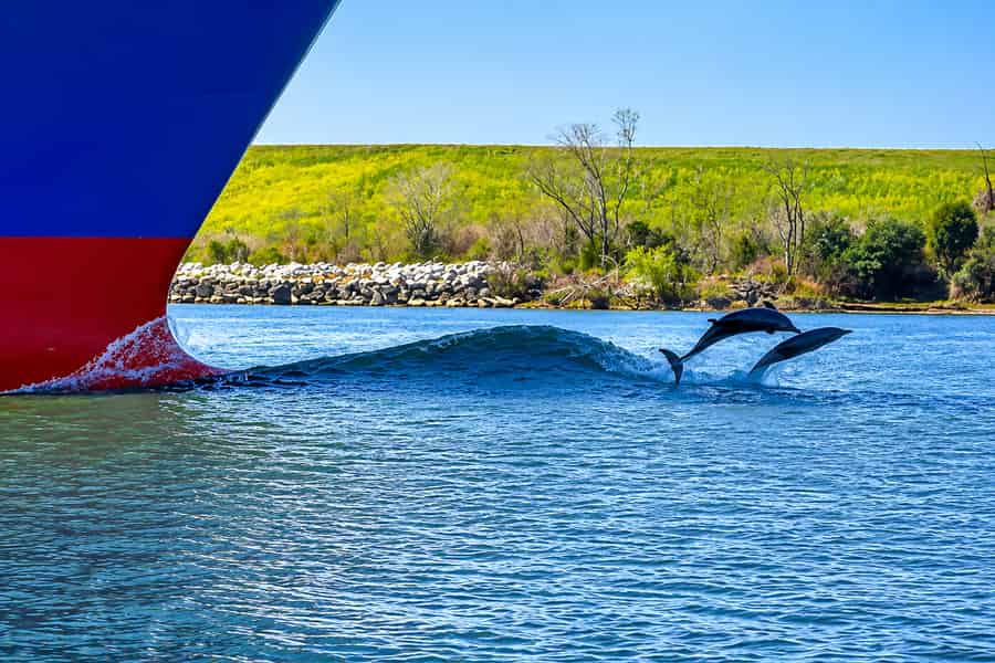 Savannah: Delfinbeobachtung und Wildtier-Öko-Kreuzfahrt. Foto: GetYourGuide Savannah: Delfinbeobachtung und Wildtier-Öko-Kreuzfahrt. Foto: GetYourGuide