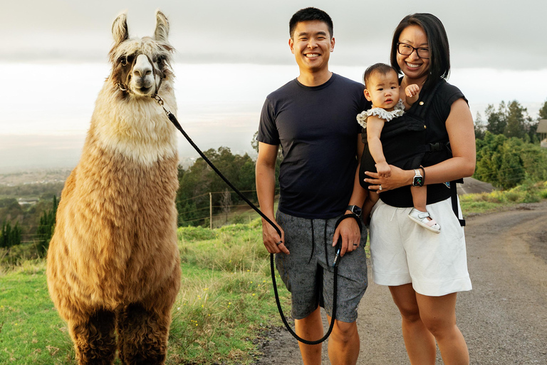 Maui: Sunset Llama Trek on Haleakala