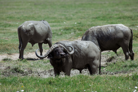 Arusha: Arusha National Park Game Drive – Wildlife & Culture