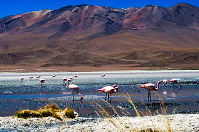 Erbjudande pris: Tur Salinas lagun-nationalreservat (Arequipa)