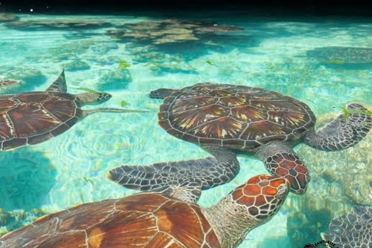 Zanzibar: Zwemmen met schildpadden in het Salaam Grot AquariumHoteltransfer overal in Zanzibar