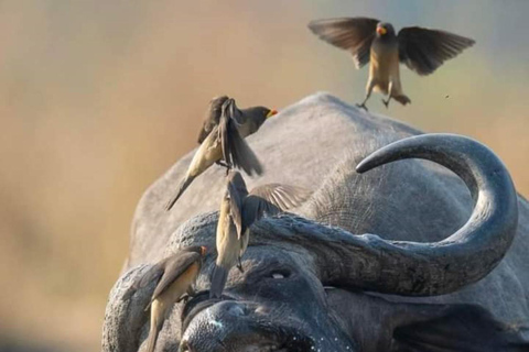 Sansibar: Safari Tagestour von Sansibar nach Mikumi