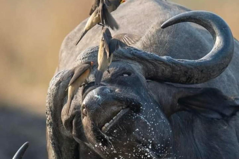 Sansibar: Safari Tagestour von Sansibar nach Mikumi