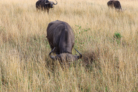 Nairobi National Park: Half-Day TripNairobi National Park: Half-Day Trip in a 4X4