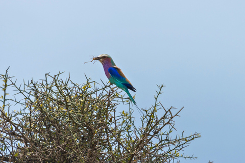 Från Zanzibar: Mikumi Safari med tvåmotorigt flygplan + lunchMikumi Safari – utan transfer