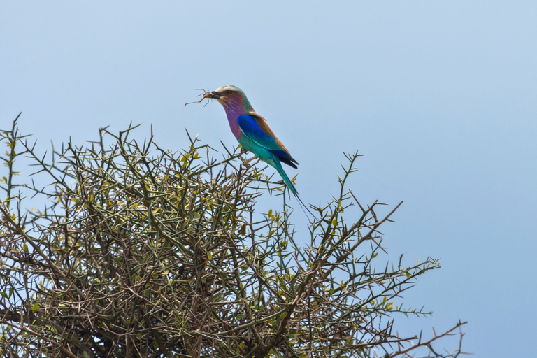 Från Zanzibar: Mikumi Safari med tvåmotorigt flygplan + lunchMikumi Safari – utan transfer