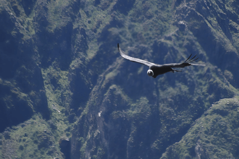 De Arequipa: Colca Cañon 1 dia