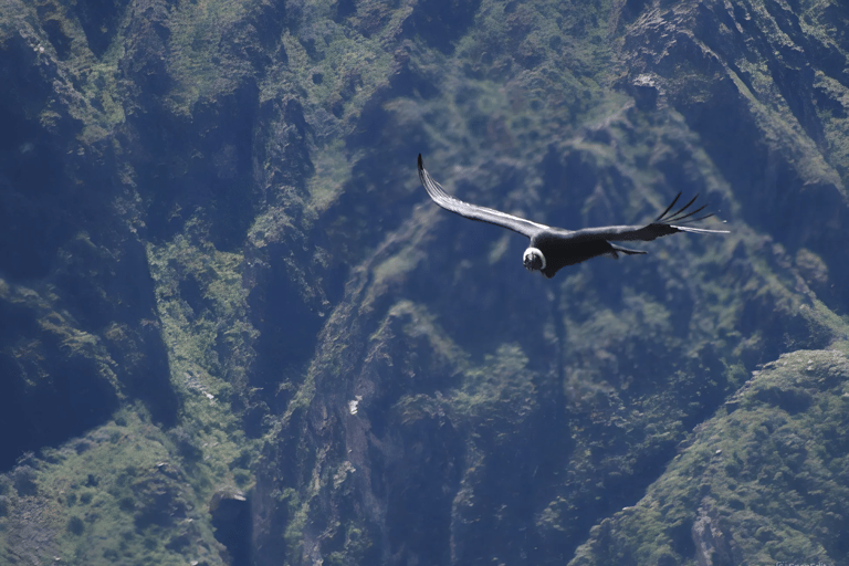 Vanuit Arequipa: Colca Cañon 1 dag