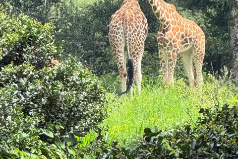 Nairobi: National Park, Giraffe Center, & Elephant Tour