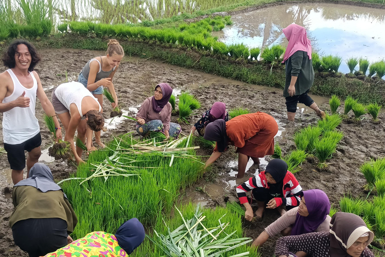特特巴图：瀑布、香料、梯田、猴子森林特特巴图之旅、香料、瀑布、梯田、猴林