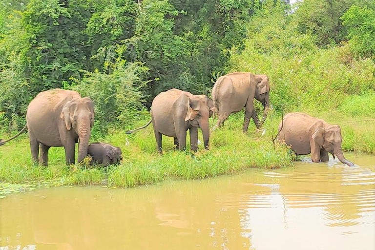 02 dagar - Besök Ella och Udawalawe Safari - Allt inklusive2 dagar - Besök Ella och Udawalawe Safari - Allt inklusive