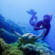 Pemuteran: Menjangan Island Snorkeling Tour with Lunch