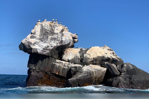 Isabela-Insel: Schnorcheln in den Cabo Rosa TunnelsIsabela-Insel: Schnorcheln in den Cabo Rosa-Tunneln