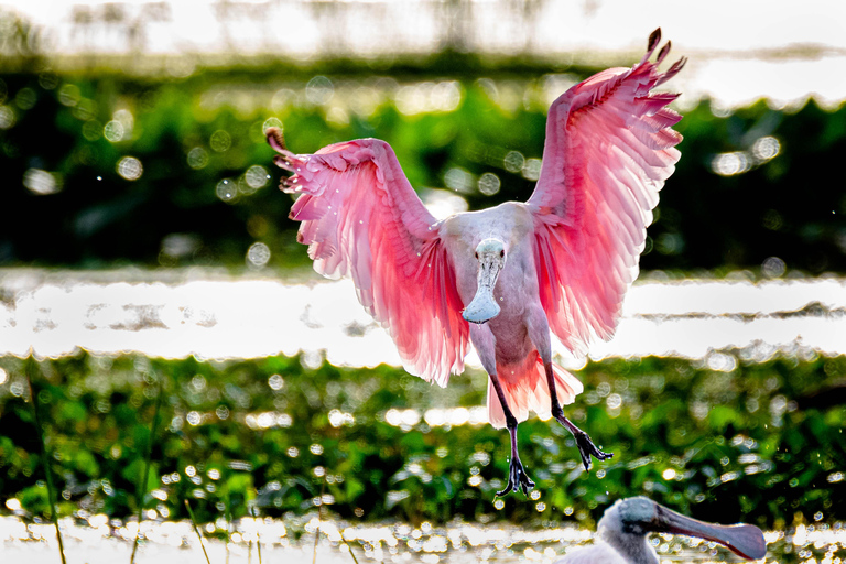 Orlando Bird Nerd Tour: Birding Kayak Tour Orlando Bird Nerd Tour: Long Birding Kayak Tour