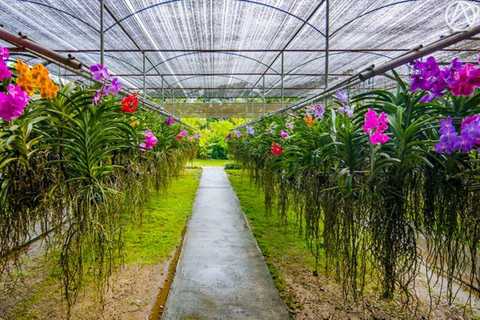 Doi Suthep Tempel, Orchideeën Hoeve &amp; Kleverige Waterval met Lunch