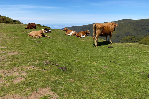 Madeira: Transfer naar Rabaçal, 25 Fontes en Risco Levadas