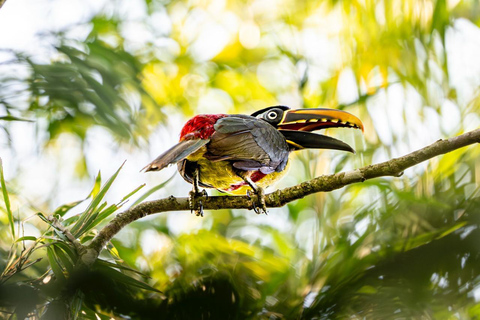 Birdwatching Tour At Poço Preto Trail