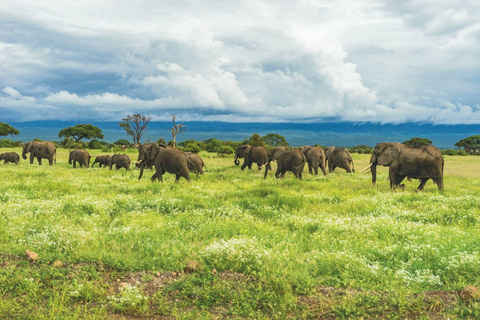 Mombasa: 5-Day Safari- Amboseli, SaltLick, Ziwani & Ngutuni