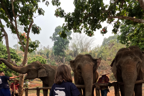 Programme de soins aux éléphants et chutes d&#039;eau collantes en vedetteJournée complète de soins aux éléphants et chute d&#039;eau collante (Programme B)