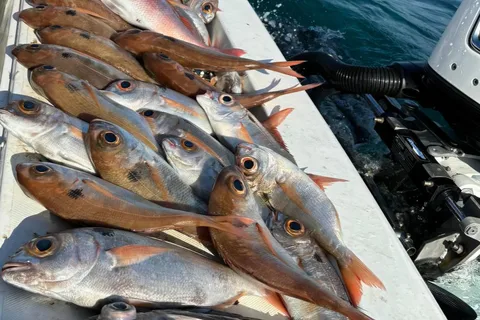 Fishing tour with midwater bolentino or rod technique.