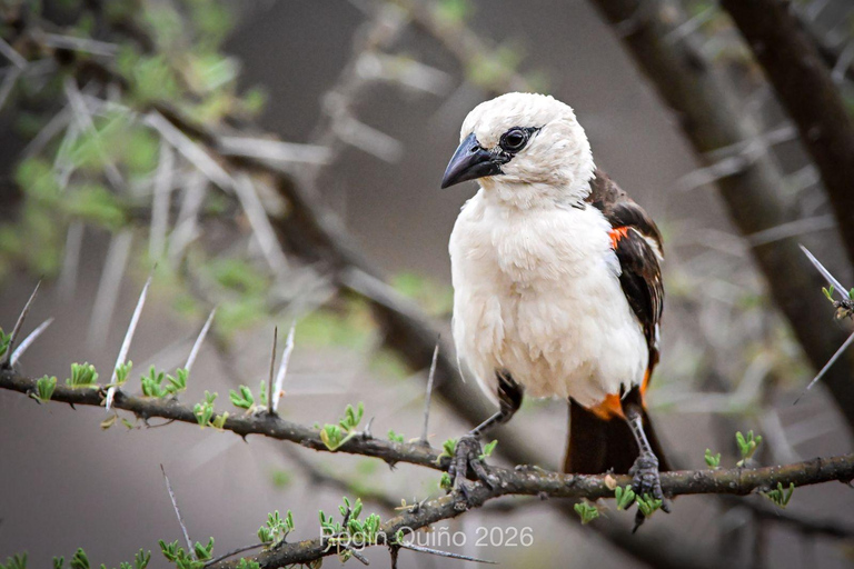 Awash Birdwatching, Wildlife & Photography Tour