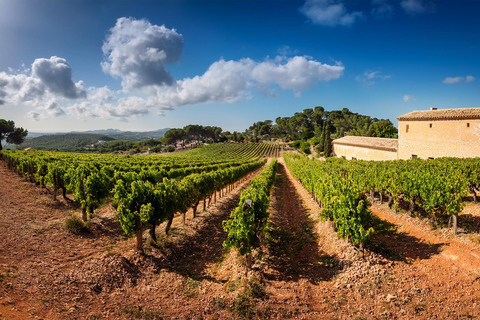 Descubre los tesoros del vino de Mallorca en una bodega de primera categoría.Mallorca: Descubre los tesoros del vino local Español