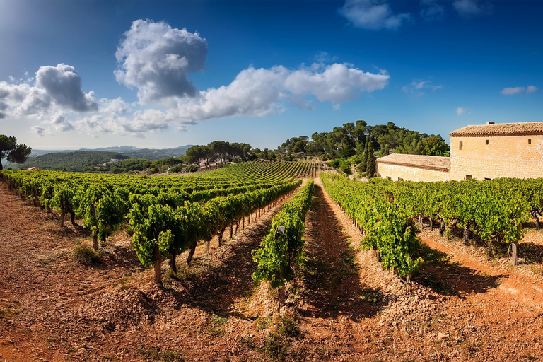 اكتشف كنوز نبيذ مايوركا في أحد أفضل مصانع النبيذمايوركا: اكتشف كنوز النبيذ المحلي