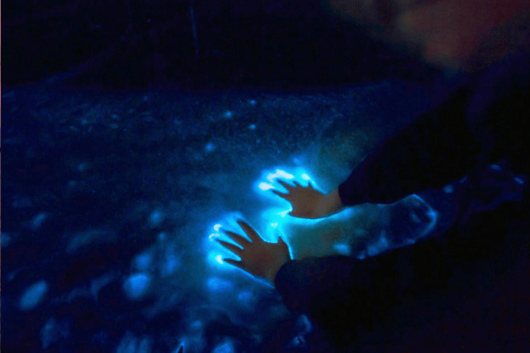 Orlando: Bioluminescenza chiara in kayak o in paddleboardTour della bioluminescenza chiara in kayak o paddleboard