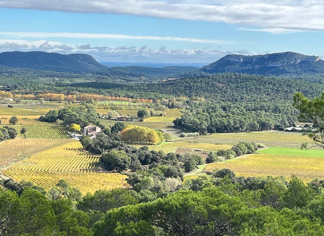 Fra Montpellier: Pic Saint-Loup vin- og madtur