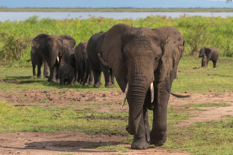 1-DAY ENCHANTING WILDLIFE SAFARI IN AKAGERA NATIONAL PARK