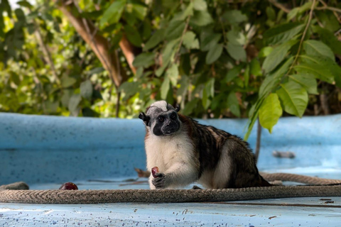 Panama City: Małpia Wyspa i rejs wycieczkowy po jeziorze Gatun