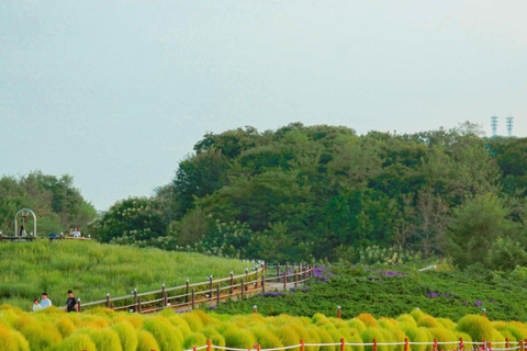 Hantan Canyon & Goseokjeong Flower Garden & Pink Muhly Park Depart from Hongik Univ. Station Exit 4