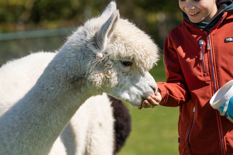 Zeeland: Alpaca Farm Visit with Alpacagolf & Meet and Feed
