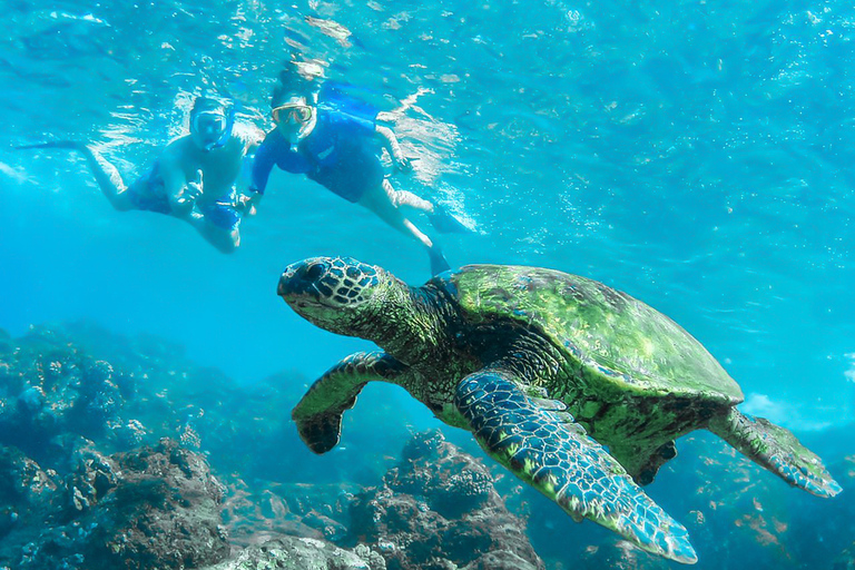 Van Waikiki: Circle Island-snorkeltochtVan Waikiki: Oahu-dagtocht met lunch en snorkelen