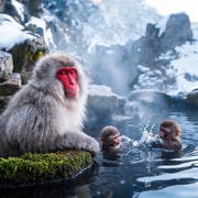 Tokyo: Snow Monkey Park Private Day Tour (English Driver)