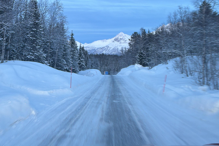 Narvik/Harstad : Excursion d&#039;une journée dans les Fjords avec arrêt à la ferme des rennes