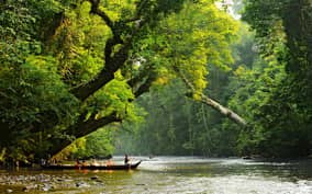 From Kuala Lumpur: Taman Negara National Park Private Tour